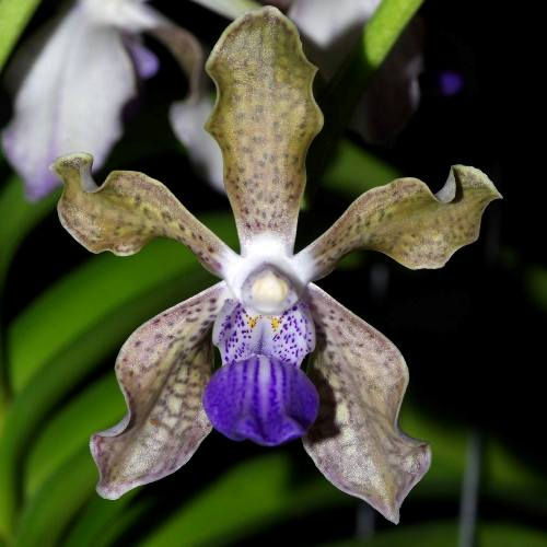 Vanda Tessellata Care Key Guna Orchids